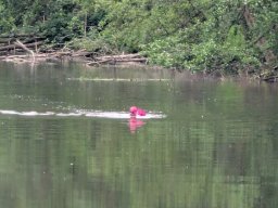 Mainschwimmen Juni 2026